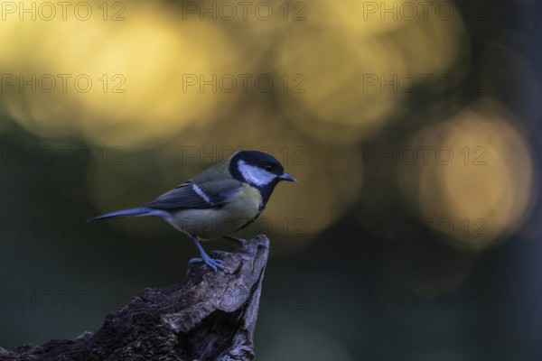 Great tit (Parus major), Emsland, Lower Saxony, Germany