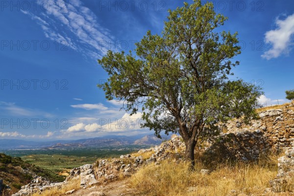 Tree in a ruined landscape, archaeological site, UNESCO World Heritage Site, Mycenae, Mycenae, important city in pre-classical period, Peloponnese, peninsula, Greece