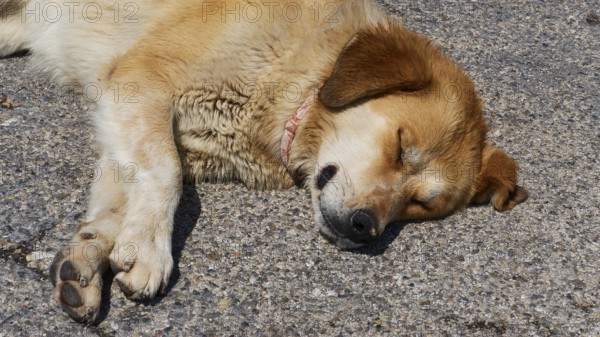 Sleeping dog, parking lot, archaeological site, UNESCO World Heritage Site, Mycenae, Mycenae, important city in pre-classical times, Peloponnese, peninsula, Greece