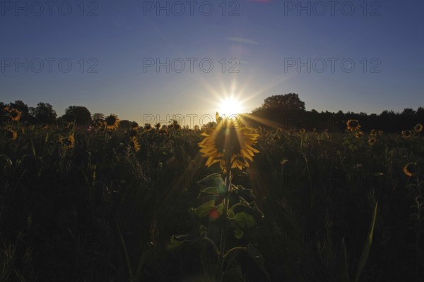Landscape, sunrise, sunflower (Helianthus annuus), Germany, special atmosphere and beautiful colors at sunrise over a flower field in autumn