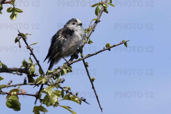 Long tailed tit Aegithalos caudatus adult bird on a tree branch, England, United Kingdom