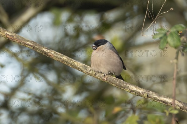 Eurasian bullfinch (Pyrrhula pyrrhula) adult female bird on a tree branch in a hedgerow, England, United Kingdom