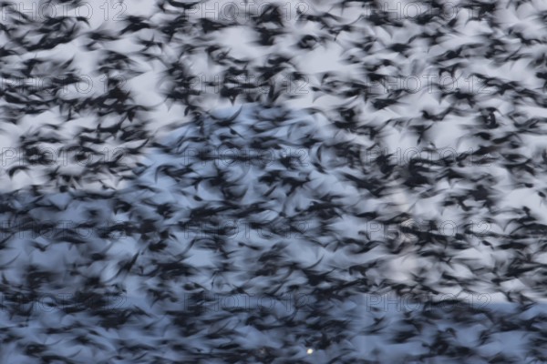 Eurasian starling (Sturnus vulgaris) adult birds flying in a flock in a murmuration at sunset in winter - slow motion blur image, England, United Kingdom
