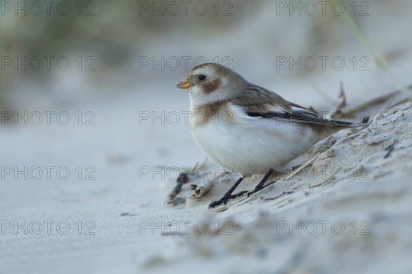 Snow bunting (Plectrophenax nivalis) adult bird on a beach in winter, England, United Kingdom