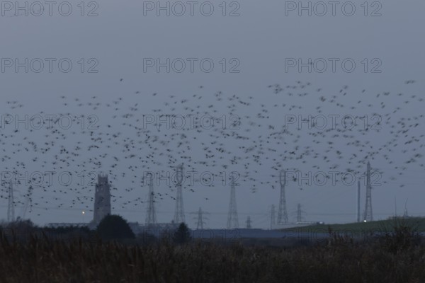 Eurasian starling (Sturnus vulgaris) adult birds flying in flight in a murmuration in winter with an urban church and electricity pylons in the background, England, United Kingdom
