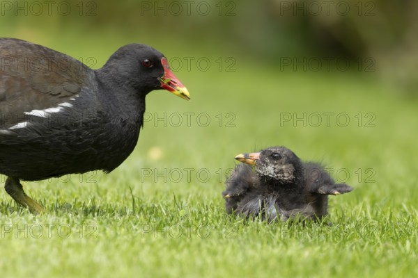 Moorhen (Gallinula chloropus) adult parent bird and juvenile baby bird on a grass lawn, England, United Kingdom