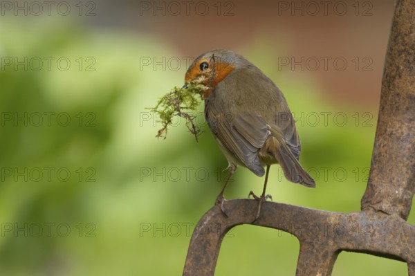 European robin (Erithacus rubecula) adult bird on a garden fork with nesting material in its beak in the spring, England, United Kingdom