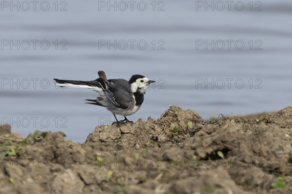 Pied wagtail (Motacilla alba) adult bird on the edge of a lake, England, United Kingdom