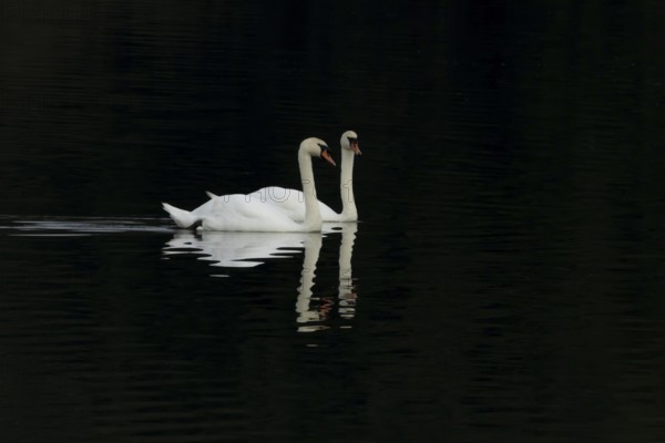 Mute swan (Cygnus olor) two adult birds on a lake with a reflection on the calm water, England, United Kingdom