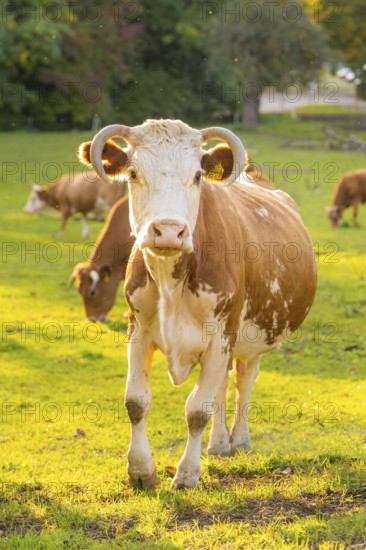 Cows grazing on a sunny meadow with a close-up cow in the foreground, Überlingen, Lake Constance, Germany