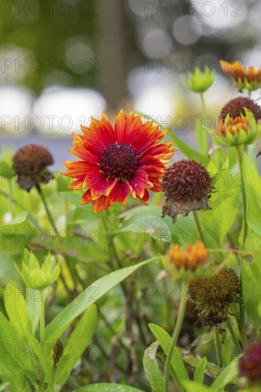 Red flower in the garden surrounded by green leaves and autumn light, Überlingen, Lake Constance, Germany