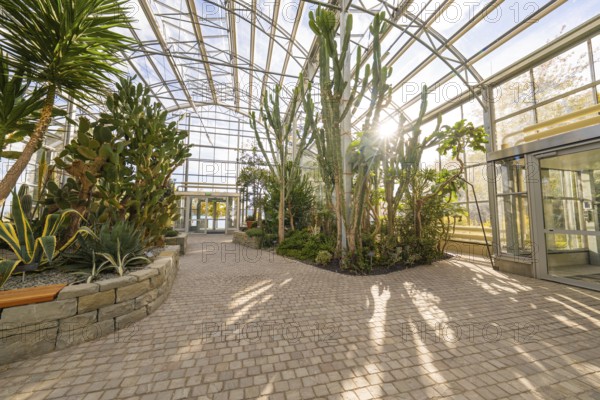 Tropical house with large palm trees and sun shining through a glass roof, Überlingen, Lake Constance, Germany