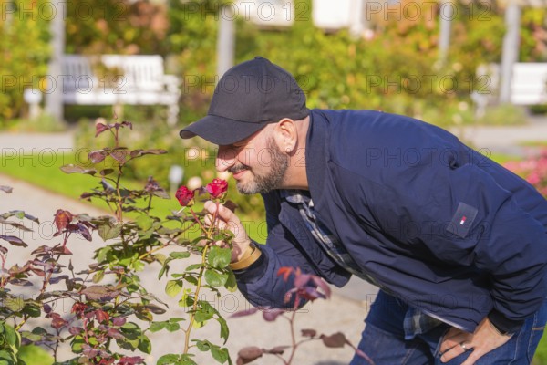 Man smells of blooming roses in a sun-drenched autumn garden, Überlingen, Lake Constance, Germany