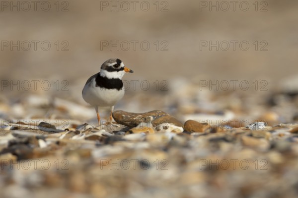 Ringed plover (Charadrius hiaticula) adult wading bird on a coastal shingle beach, England, United Kingdom