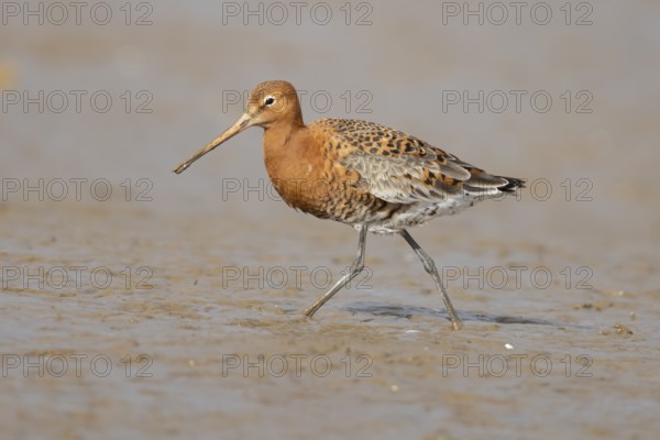 Black tailed godwit (Limosa limosa) adult male wading bird in summer plumage on a coastal mudflat, England, United Kingdom