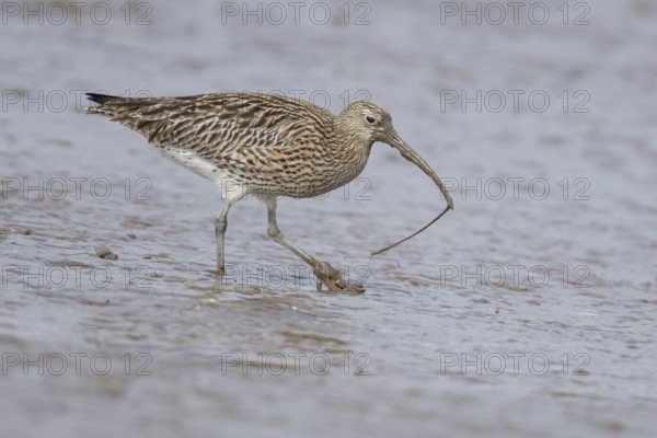 Eurasian curlew (Numenius arquata) adult wading bird on a coastal mudflat with a worm in its beak, England, United Kingdom