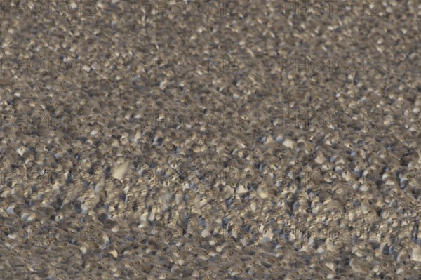 Red Knot (Calidris canutus) adult wading birds at high tide on a coastal shingle ridge, RSPB Snetisham nature reserve, Norfolk, England, United Kingdom