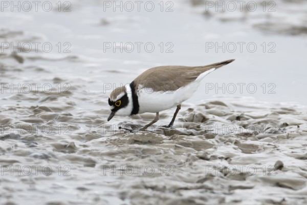 Little ringed plover (Charadrius dubius) adult wading bird on a coastal mudflat, England, United Kingdom