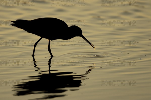 Spotted redshank (Tringa erythropus) silhouette of an adult wading bird feeding in a shallow lagoon at sunset, England, United Kingdom