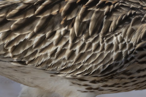 Eurasian curlew (Numenius arquata) adult wading bird close up of its wing feathers, England, United Kingdom