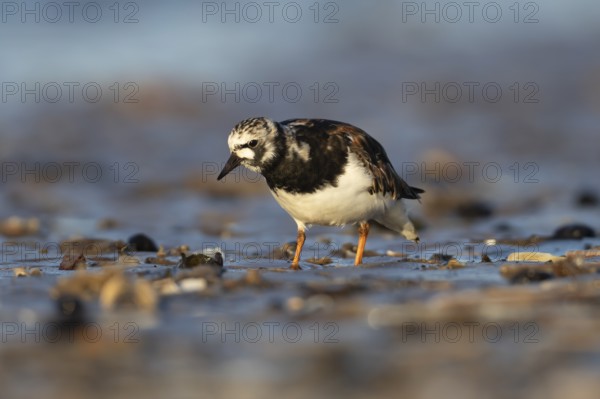 Ruddy Turnstone (Arenaria interpres) adult wading bird in summer plumage on a coastal beach, England, United Kingdom