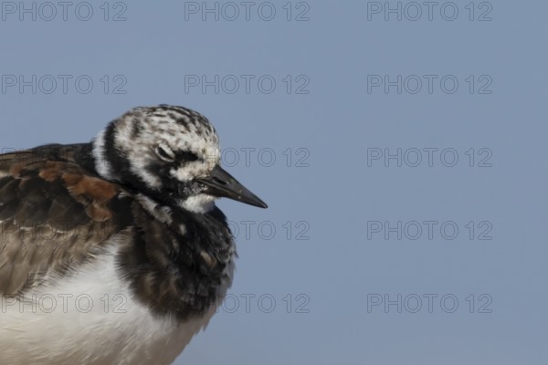 Ruddy Turnstone (Arenaria interpres) adult wading bird in summer plumage sleeping on a coastal beach, England, United Kingdom