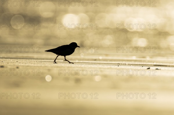 Ringed plover (Charadrius hiaticula) silhouette of an adult wading bird on a coastal beach at sunset, England, United Kingdom