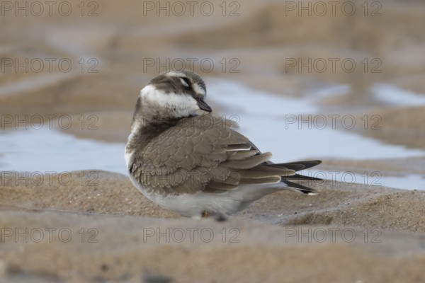 Ringed plover (Charadrius hiaticula) adult wading bird preening on a coastal beach, England, United Kingdom