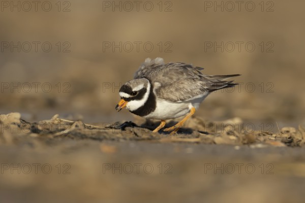 Ringed plover (Charadrius hiaticula) adult wading bird feeding on a coastal beach, England, United Kingdom