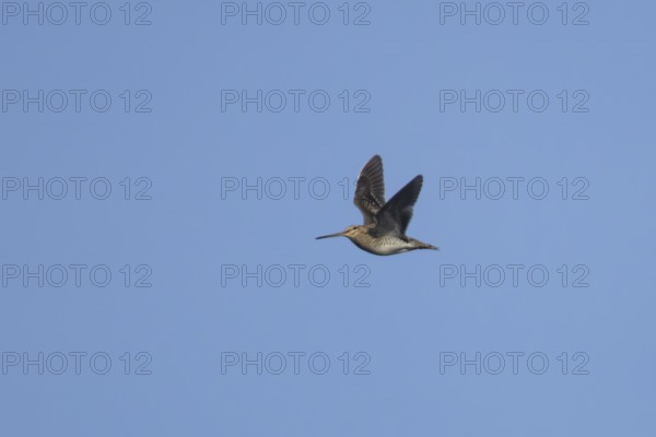 Common snipe (Gallinago gallinago) adult wading bird flying, England, United Kingdom