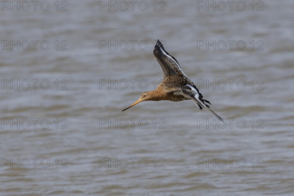 Black tailed godwit (Limosa limosa) adult male wading bird in summer plumage flying over water, England, United Kingdom