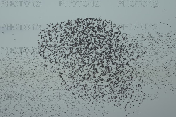 Red Knot (Calidris canutus) adult wading birds in flight in a large flock at high tide, RSPB Snetisham nature reserve, Norfolk, England, United Kingdom