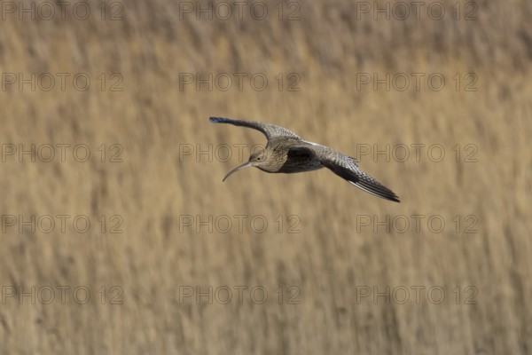 Eurasian curlew (Numenius arquata) adult wading bird flying over a saltmarsh, England, United Kingdom