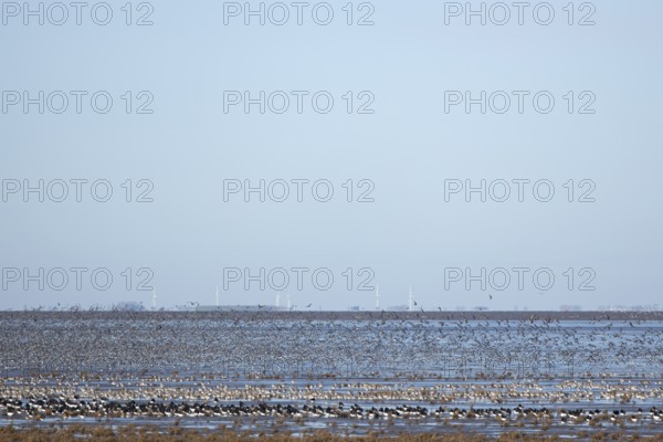 Red Knot (Calidris canutus) and Eurasian Oystercather (Haematopus ostralegus) adult wading birds at high tide on The Wash, RSPB Snetisham nature reserve, Norfolk, England, United Kingdom