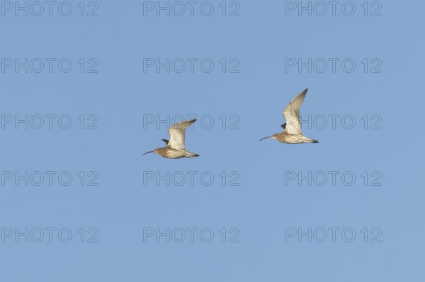 Eurasian curlew (Numenius arquata) two adult wading birds flying in a blue sky, England, United Kingdom