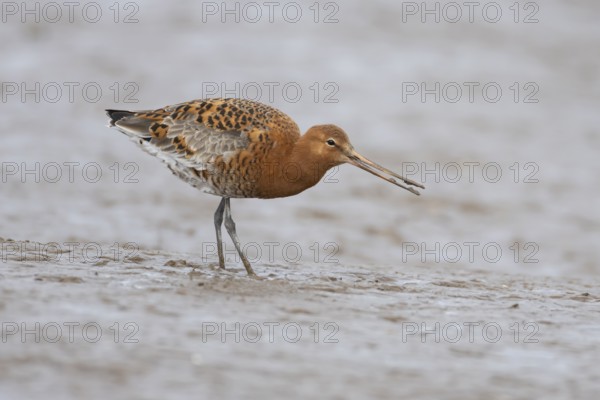 Black tailed godwit (Limosa limosa) adult male wading bird in summer plumage feeding on a coastal mudflat, England, United Kingdom