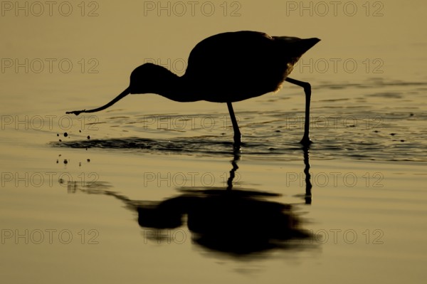 Pied Avocet (Recurvirostra avosetta) silhouette of an adult wading bird feeding in a shallow lagoon with a reflection on the calm water at sunset, England, United Kingdom