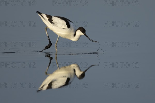 Pied Avocet (Recurvirostra avosetta) adult wading bird feeding in a shallow lagoon with a reflection on the calm water, England, United Kingdom