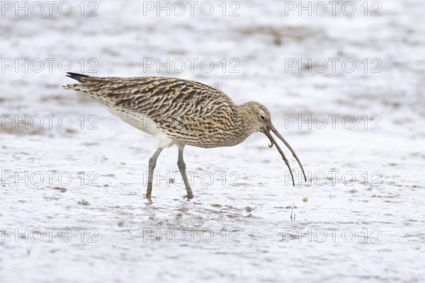 Eurasian curlew (Numenius arquata) adult wading bird on a coastal mudflat feeding on a worm, England, United Kingdom