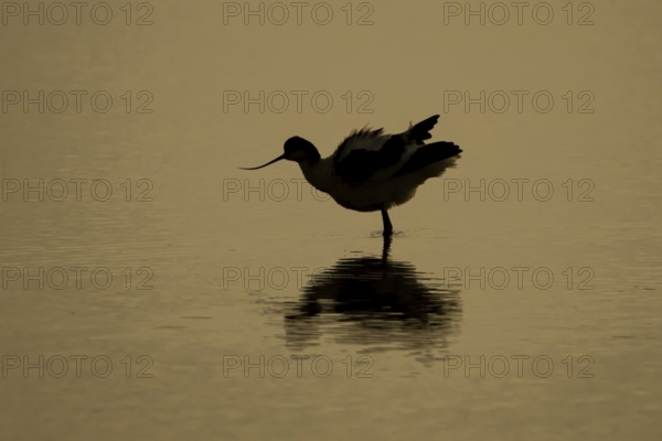 Pied Avocet (Recurvirostra avosetta) silhouette of an adult wading bird in a shallow lagoon with a reflection on the calm water at sunset, England, United Kingdom
