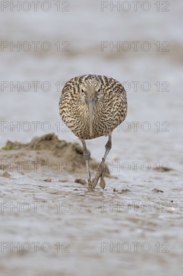 Eurasian curlew (Numenius arquata) adult wading bird on a coastal mudflat, England, United Kingdom