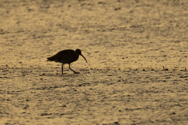 Eurasian curlew (Numenius arquata) silhouette of an adult wading bird on a coastal mudflat at sunset, England, United Kingdom