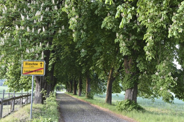Kastanienallee near Lancken-Granitz on Rügen, Mecklenburg-Western Pomerania, Germany
