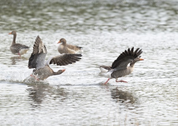 Grey goose (Anser anser) grey geese on a body of water, a grey goose drives another grey goose away from its resting place, Lower Saxony, Germany