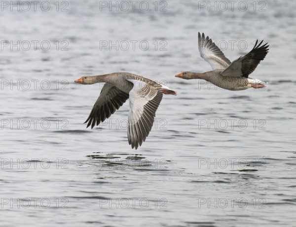 Grey goose (Anser anser), two gray geese flying over a body of water, Lower Saxony, Germany