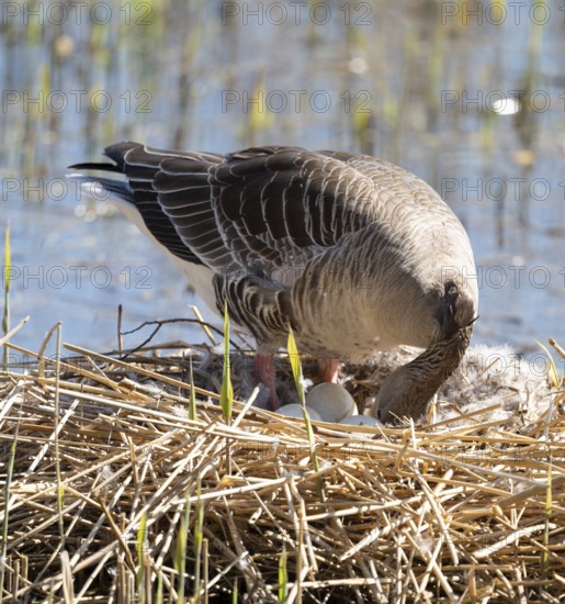 Grey goose (Anser anser) stands on the nest and turns the eggs, Lower Saxony, Germany
