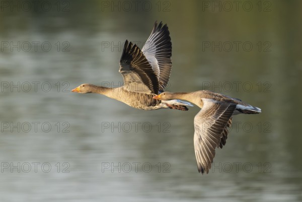 Grey goose (Anser anser), two gray geese flying over a body of water in early warm morning light, Lower Saxony, Germany