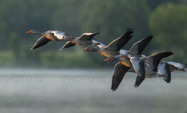 Grey goose (Anser anser), gray geese flying over a body of water in early warm morning light, Lower Saxony, Germany