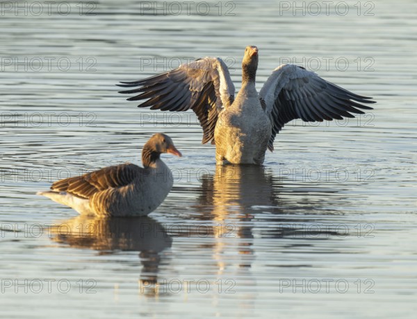 Gray goose (Anser anser), two gray geese stand in a shallow water zone of a body of water in warm morning light, a gray goose flaps its wings, Lower Saxony, Germany