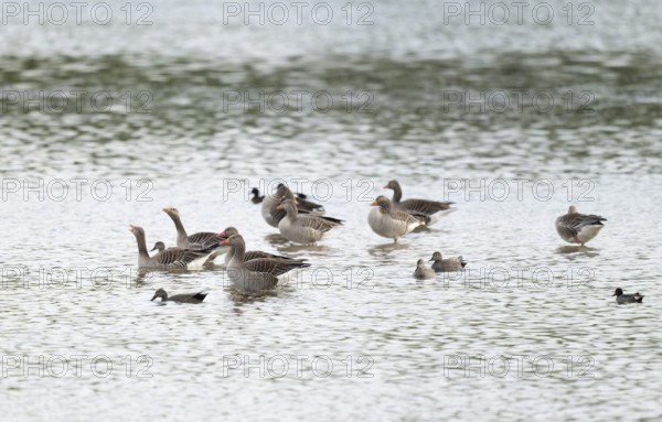 Grey goose (Anser anser), gray geese are in the shallow water zone of a body of water, Lower Saxony, Germany